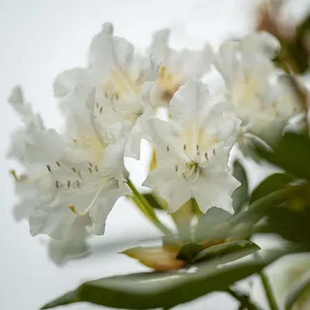 Groenhoff 35122 * Hesel