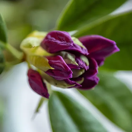 Groenhoff 35122 * Hesel