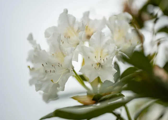 Groenhoff 35122 * Хезель