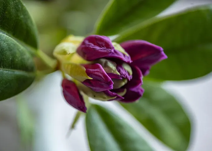 Groenhoff 35122 * Хезель